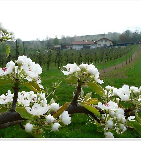 Apartmán Weingut Ringwald Herbolzheim Exteriér fotografie