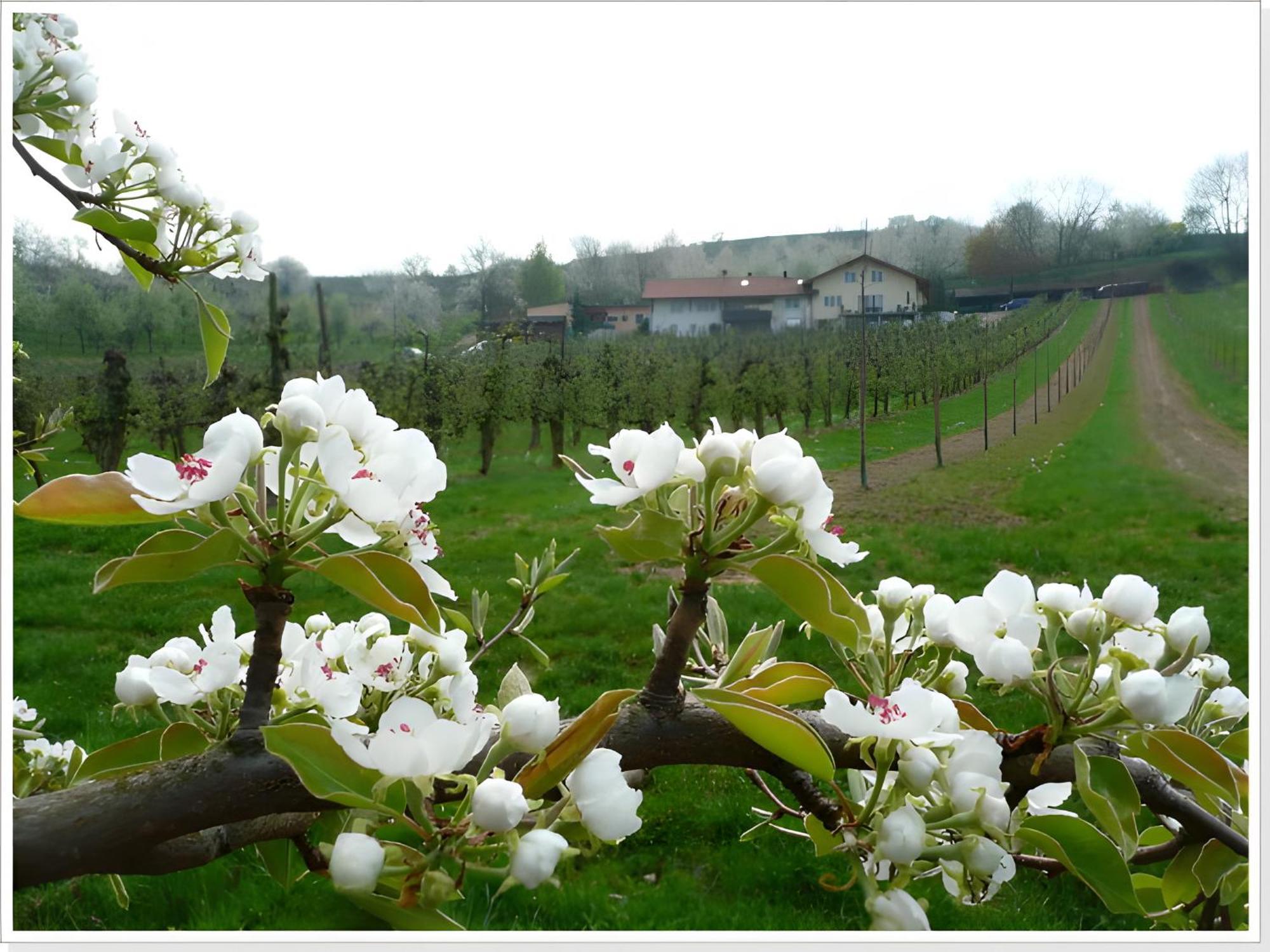 Apartmán Weingut Ringwald Herbolzheim Exteriér fotografie